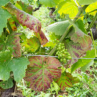 vigne mercurey traitement mildiou