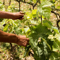 vignes mercurey accrochage branches printemps été