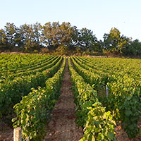 vigne Mercurey désherbage