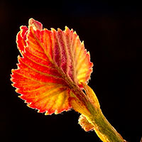 vigne-au-vin-ebourgeonnage