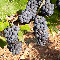 vigne Mercurey effeuillage manuel