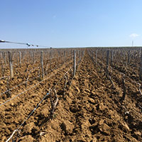 Palissage des vignes à mercurey