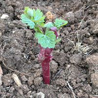 vigne-au-vin-plantation