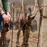 vignoble mercurey pliage baguette