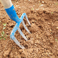 plantation nouveau pied de vigne