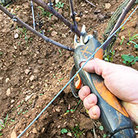 taille sarments mercurey